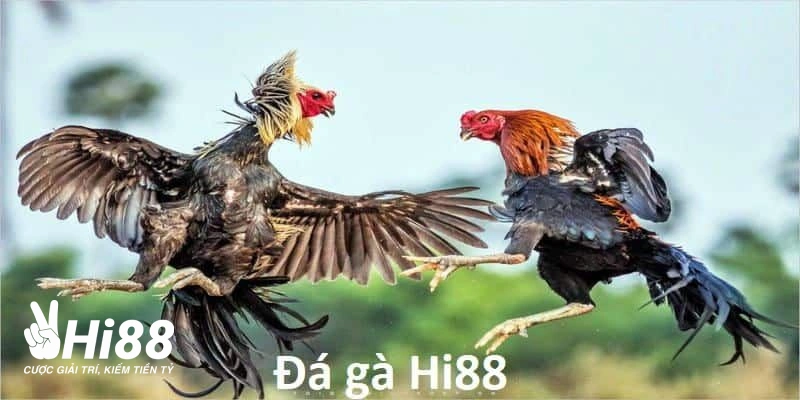 gioi thieu da ga hi88