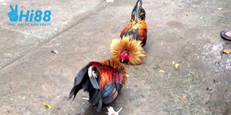 chuan bi san tha ga da cua sat