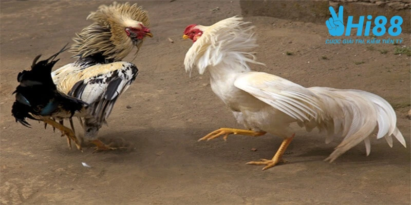 Can chu y trong che do luyen tap cho ga da toi pin