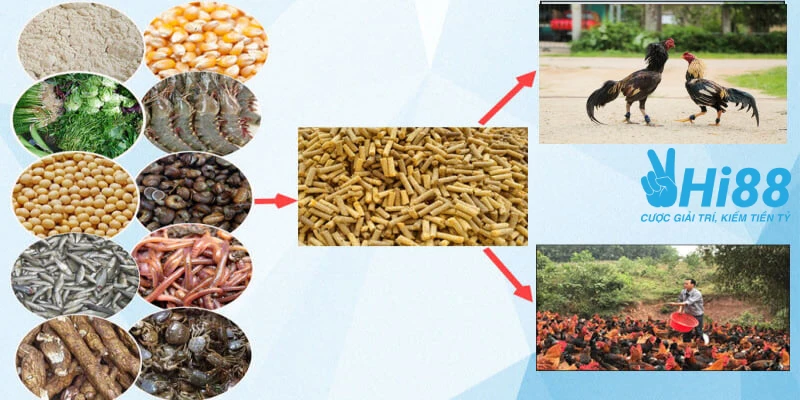 cach nuoi ga da chan manh dinh duong