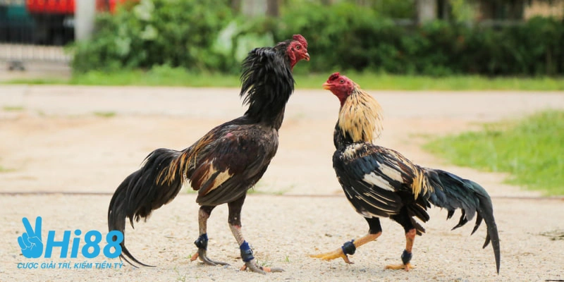 cach nuoi ga da chan manh thumb