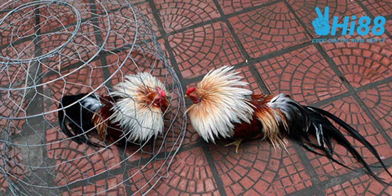 cach nuoi ga da cua sat