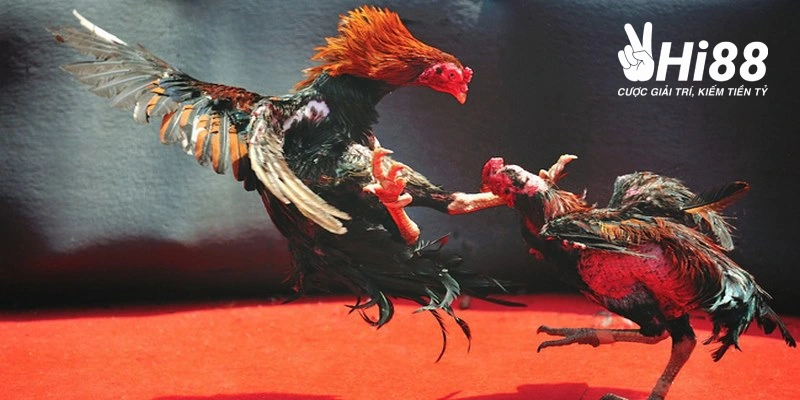 da ga philippines quy dinh truong dau ro rang