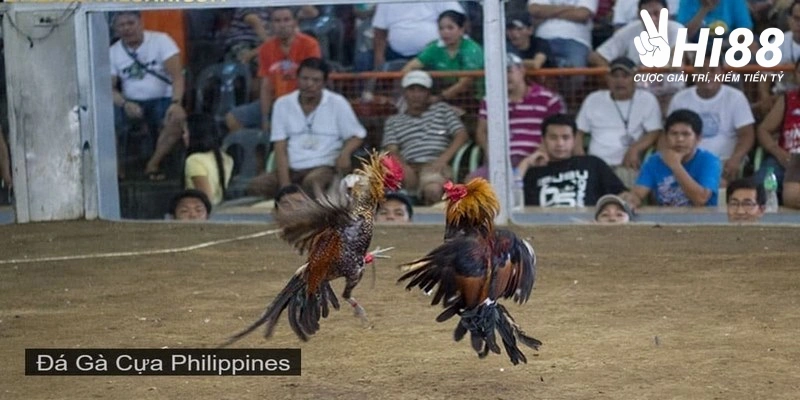 ly do vi sao da ga philippines truc tiep duoc yeu thich