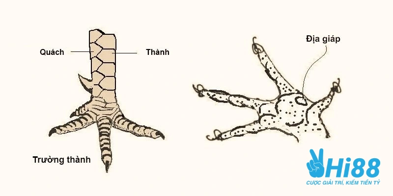 xem vay ga tam doc giap