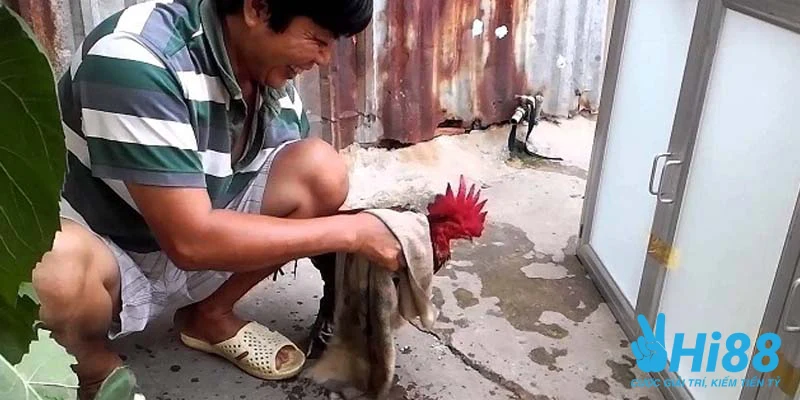 yeu to giup nuoi ga cua sat dung nhat